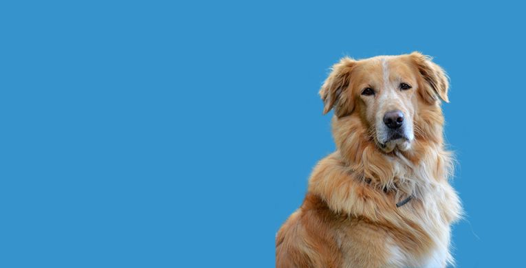 ricky-2057179778-920x469