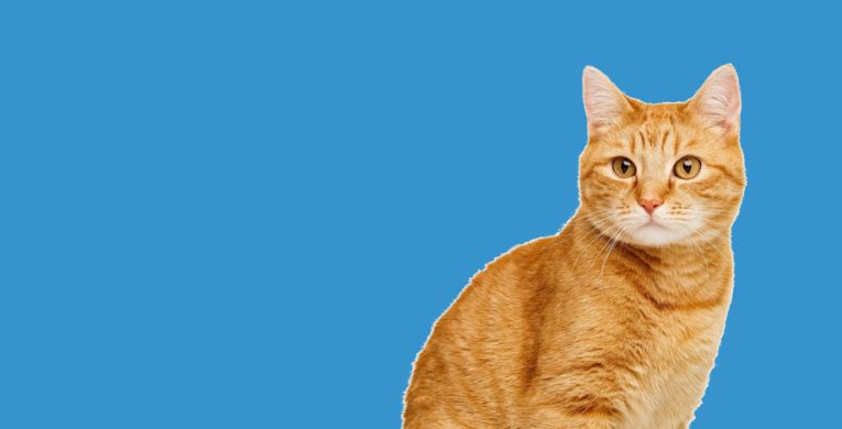 ricky-2057179778-920x469-4